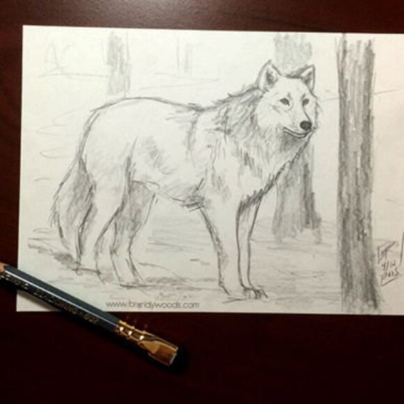 Original framed 5" x 7" white WOLF wildlife artwork sketch pencil drawing art - Picture 1 of 3